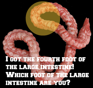 largeintestine3